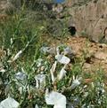 Convolvulus leiocalycinus